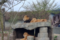 1C9923F0-A957-457F-915B-C0FF0CF3D83E_1_105_c